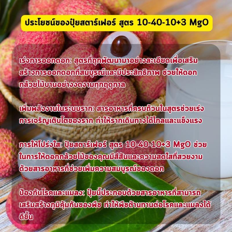 เติมพลังให้ต้นลิ้นจี่ด้วยปุ๋ยสตาร์เฟอร์ สูตร 10-40-10+3 MgO: เคล็ดลับสำคัญสำหรับการออกดอกและเจริญเติบโต