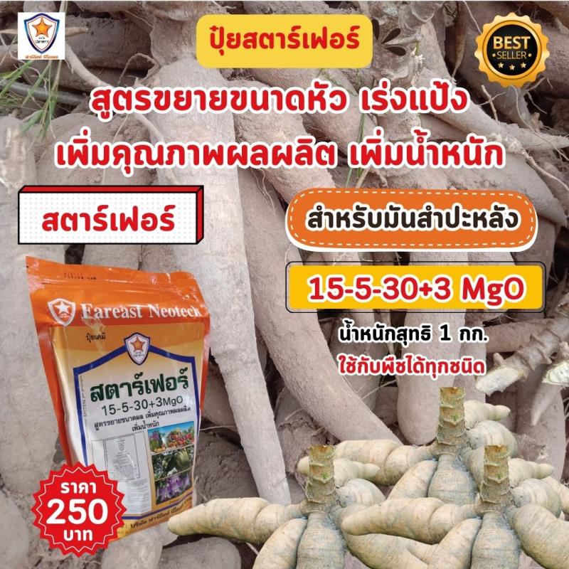  ปุ๋ยสตาร์เฟอร์ สูตร 15-5-30+3 MgO: เพิ่มขนาดและคุณภาพของผลผลิตมันสำปะหลัง