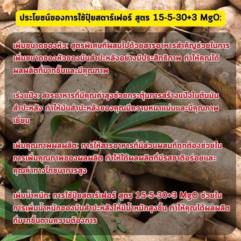  ปุ๋ยสตาร์เฟอร์ สูตร 15-5-30+3 MgO: เพิ่มขนาดและคุณภาพของผลผลิตมันสำปะหลัง