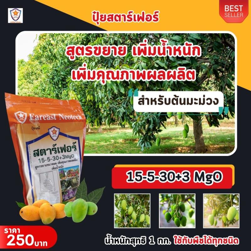 ปุ๋ยสตาร์เฟอร์ สูตร 15-5-30+3 MgO: เคล็ดลับใหม่สำหรับการขยายขนาดและเพิ่มคุณภาพของมะม่วง