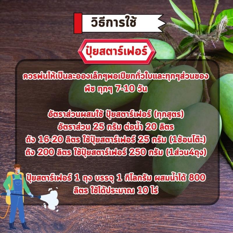 ปุ๋ยสตาร์เฟอร์ สูตร 15-5-30+3 MgO: เคล็ดลับใหม่สำหรับการขยายขนาดและเพิ่มคุณภาพของมะม่วง