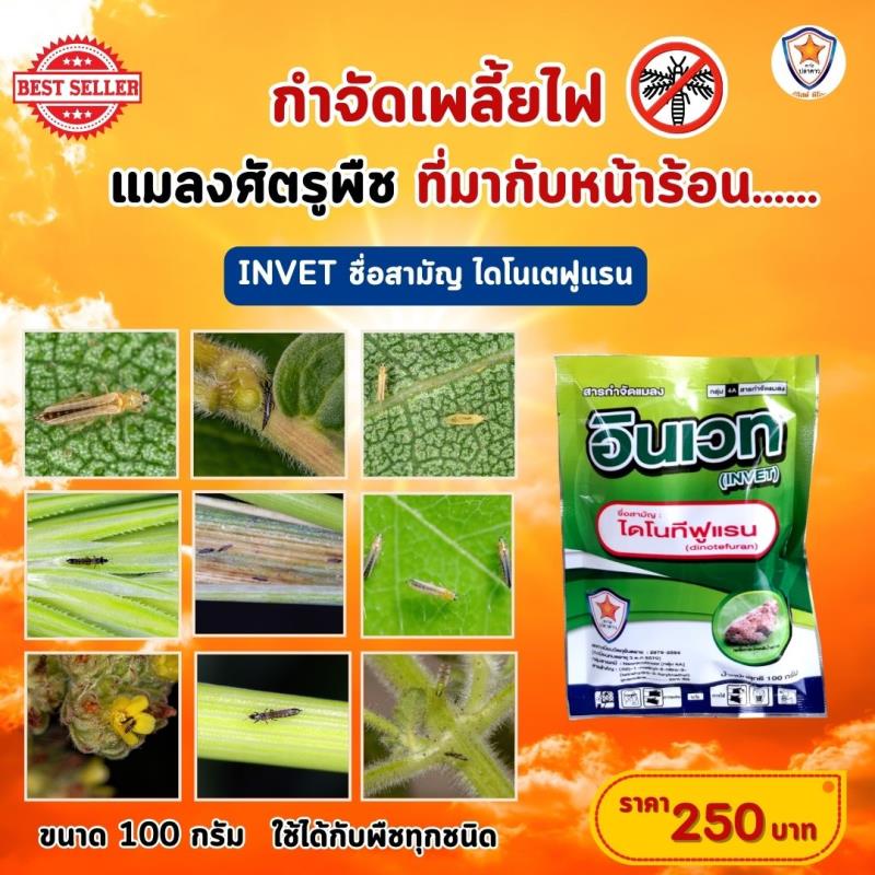 INVET สูตรเด็ดกำจัดเพลี้ยไฟ ศัตรูร้ายหน้าร้อน และปุ๋ยสตาร์เฟอร์ สูตร 30-20-5 เร่งฟื้นฟูจากการเข้าทำลายของเพลี้ยไฟ