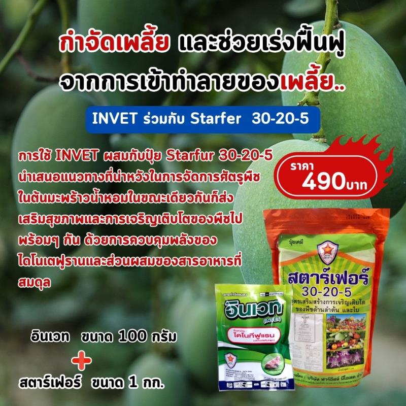 การใช้ INVET ผสมปุ๋ยสตาร์เฟอร์ 30-20-5 ฉีดพ่นป้องกันและกำจัดเพลี้ยไฟ ศัตรูพืชสำหรับต้นมะม่วง