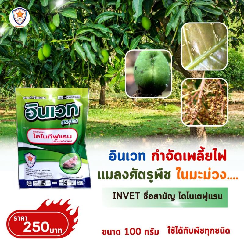 การใช้ INVET ผสมปุ๋ยสตาร์เฟอร์ 30-20-5 ฉีดพ่นป้องกันและกำจัดเพลี้ยไฟ ศัตรูพืชสำหรับต้นมะม่วง