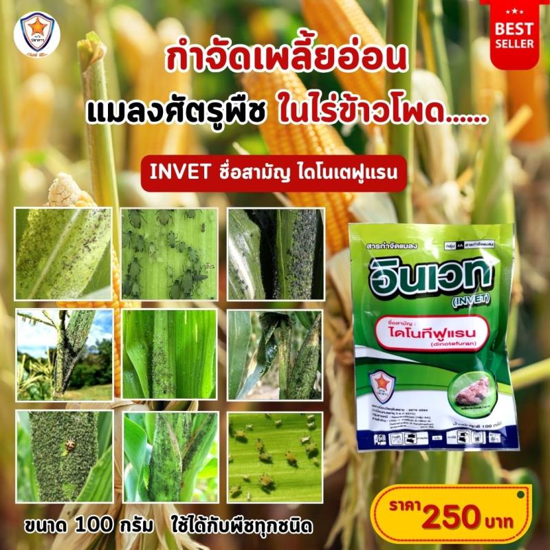 การใช้ INVET ผสมปุ๋ยสตาร์เฟอร์ 30-20-5 ฉีดพ่นป้องกันและกำจัดเพลี้ยอ่อน ศัตรูพืชสำหรับต้นข้าวโพด