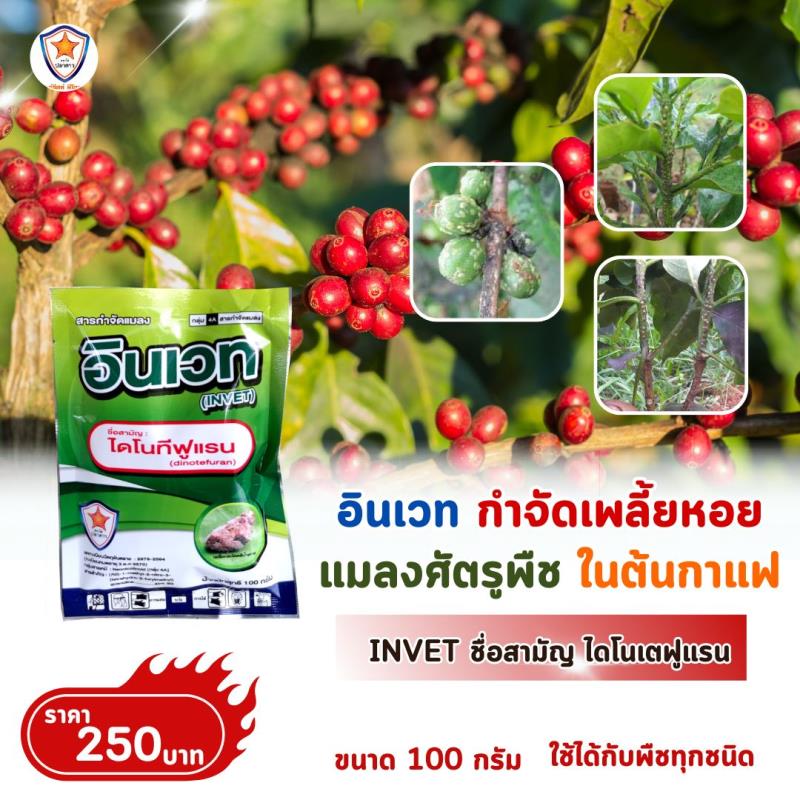 ป้องกันและกำจัดเพลี้ยหอย ศัตรูพืชสำหรับต้นกาแฟ ด้วย INVET และเร่งฟื้นฟู ด้วย ปุ๋ยสตาร์เฟอร์ 30-20-5