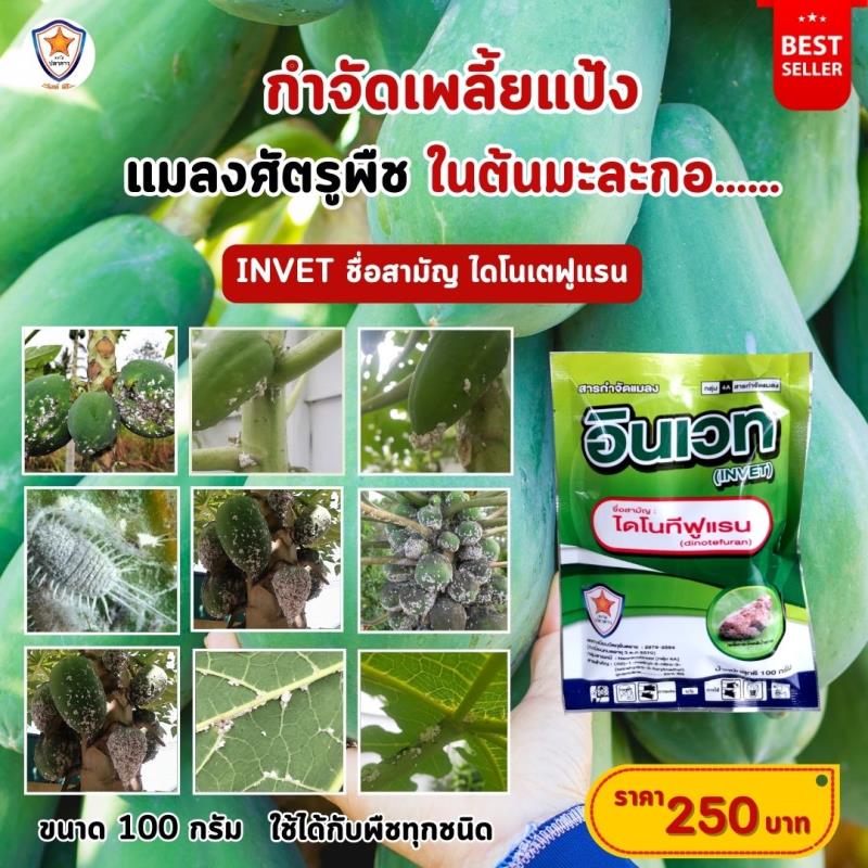 INVET ไดโนเตฟูราน ฉีดพ่นป้องกันและกำจัดเพลี้ยแป้ง ศัตรูพืชสำหรับต้นมะละกอ และเร่งฟื้นฟู ด้วย ปุ๋ยสตาร์เฟอร์ 30-20-5