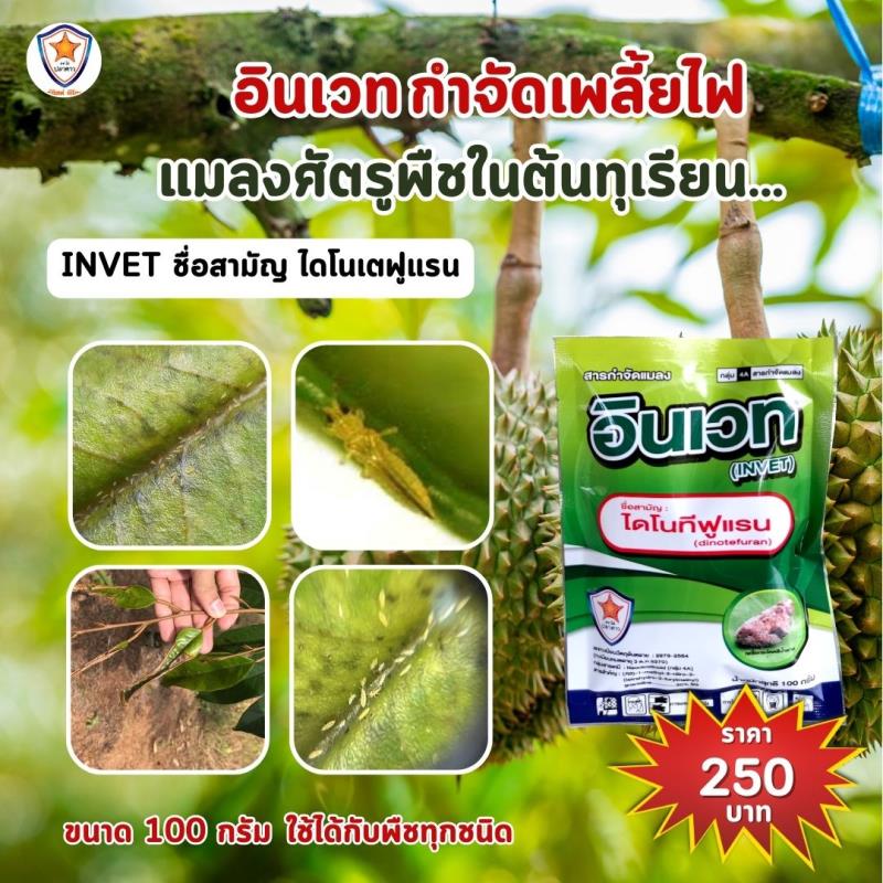 การใช้ INVET ผสมปุ๋ยสตาร์เฟอร์ 30-20-5 ฉีดพ่นป้องกันและกำจัดเพลี้ยไฟ ศัตรูพืชสำหรับต้นทุเรียน