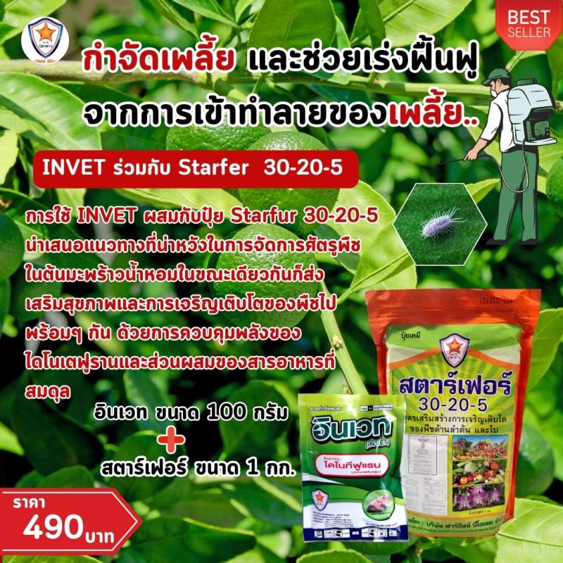 การใช้ INVET ผสมปุ๋ยสตาร์เฟอร์ 30-20-5 ฉีดพ่นป้องกันและกำจัดเพลี้ยแป้ง ศัตรูพืชสำหรับต้นมะนาว