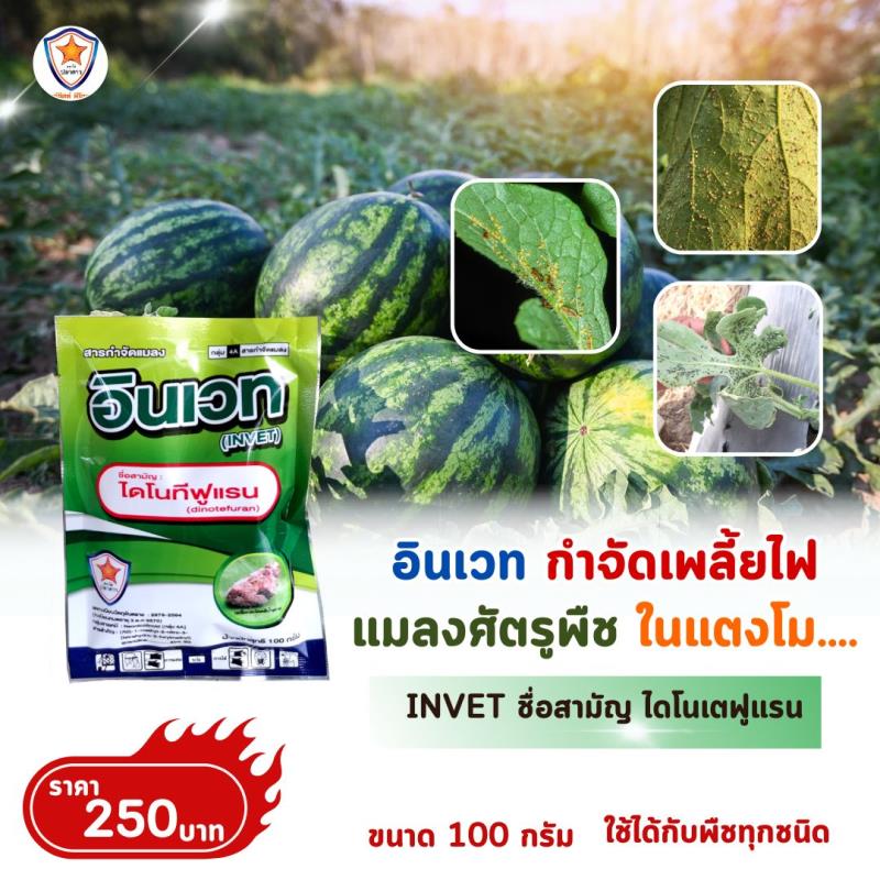 การใช้ INVET ผสมปุ๋ยสตาร์เฟอร์ 30-20-5 ฉีดพ่นป้องกันและกำจัดเพลี้ยอ่อน ศัตรูพืชสำหรับต้นแตงโม