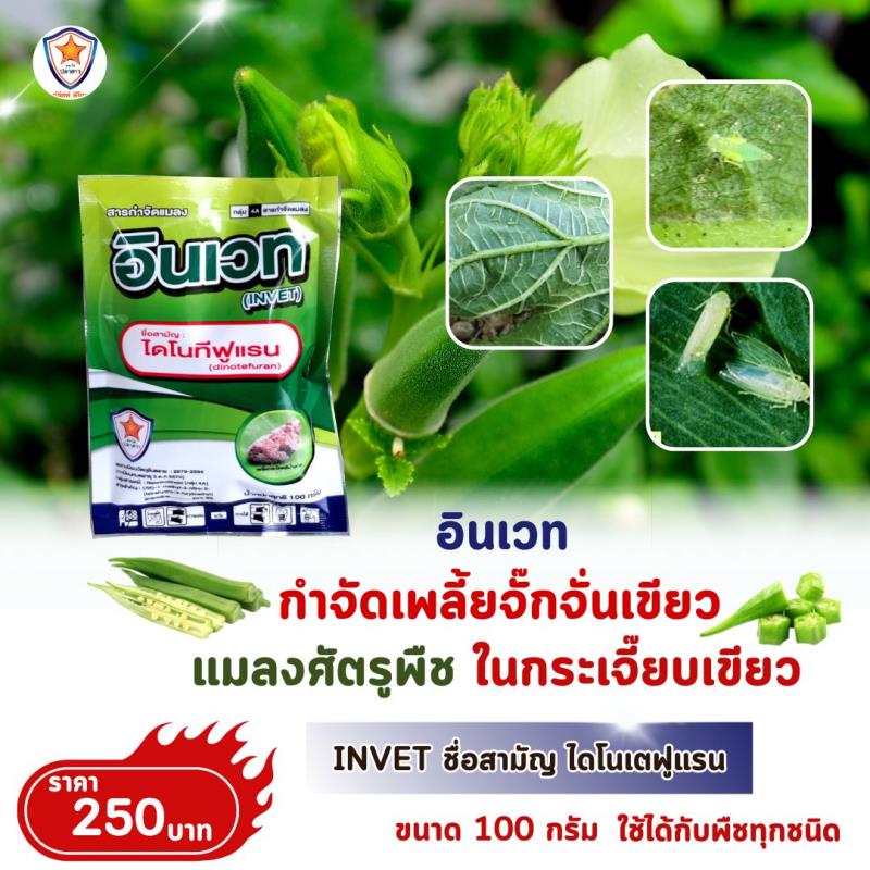  การใช้ INVET ผสมปุ๋ยสตาร์เฟอร์ 30-20-5 ฉีดพ่นป้องกันและกำจัดเพลี้ยจักกจั่นเขียว ศัตรูพืช สำหรับต้นกระเจี๊ยบเขียว