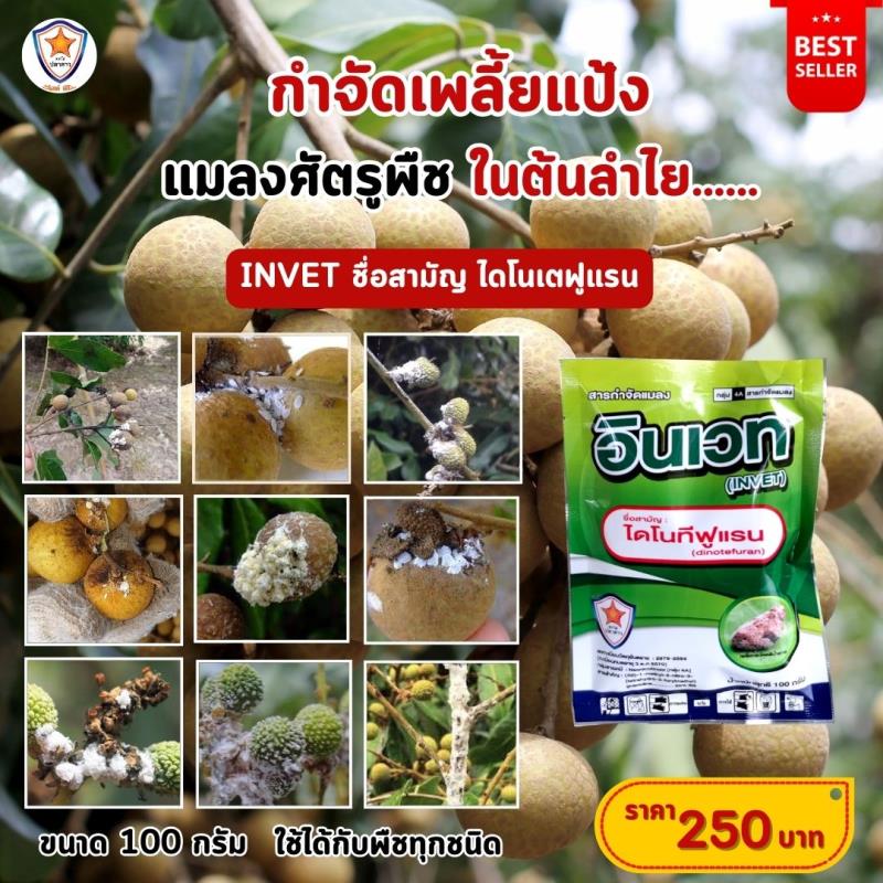  การใช้ INVET ผสมปุ๋ยสตาร์เฟอร์ 30-20-5 ฉีดพ่นป้องกันและกำจัดเพลี้ยแป้ง ศัตรูพืชสำหรับต้นลำไย