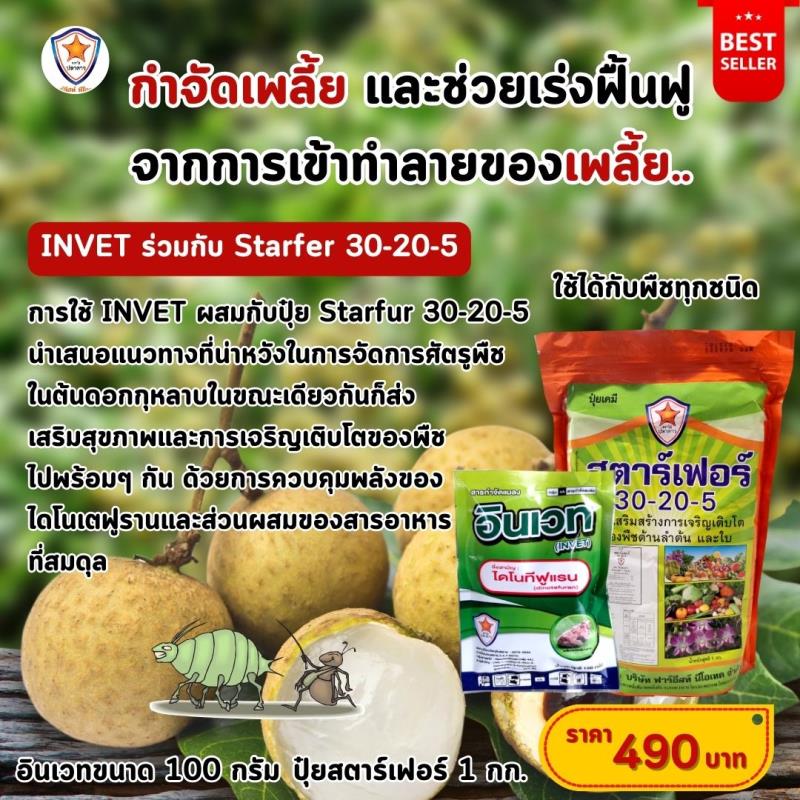  การใช้ INVET ผสมปุ๋ยสตาร์เฟอร์ 30-20-5 ฉีดพ่นป้องกันและกำจัดเพลี้ยแป้ง ศัตรูพืชสำหรับต้นลำไย