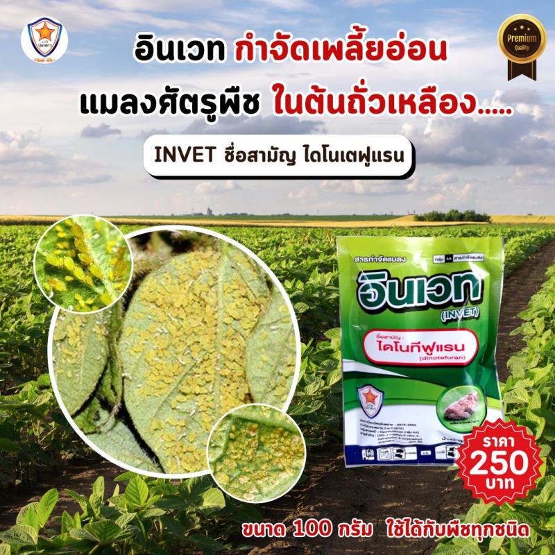 การใช้ INVET ผสมปุ๋ยสตาร์เฟอร์ 30-20-5 ฉีดพ่นป้องกันและกำจัดเพลี้ยอ่อน ศัตรูพืชสำหรับต้นถั่วเหลือง