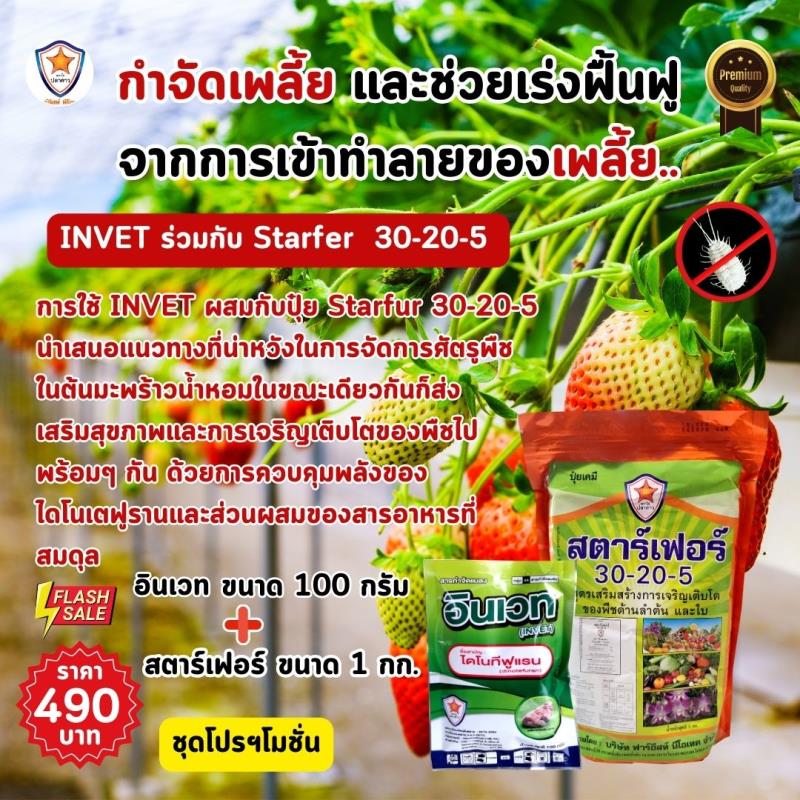 การใช้ INVET ผสมปุ๋ยสตาร์เฟอร์ 30-20-5 ฉีดพ่นป้องกันและกำจัดเพลี้ยไฟ ศัตรูพืชสำหรับต้นสตอเบอร์รี่