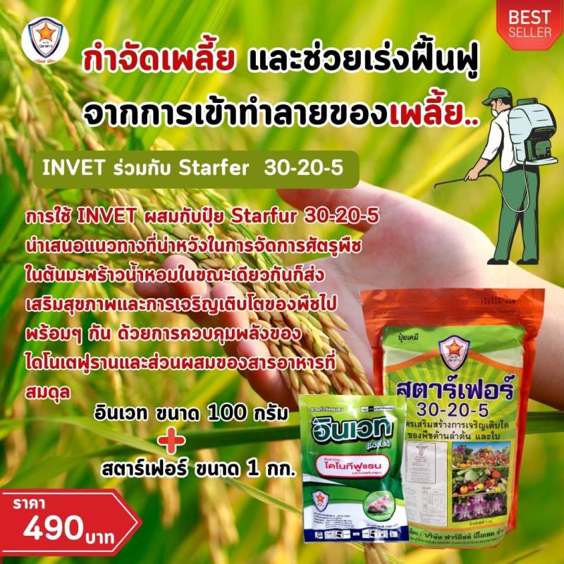 การใช้ INVET ผสมปุ๋ยสตาร์เฟอร์ 30-20-5 ฉีดพ่นป้องกันและกำจัดเพลี้ยจักจั่นเขียว ศัตรูพืชสำหรับต้นข้าว