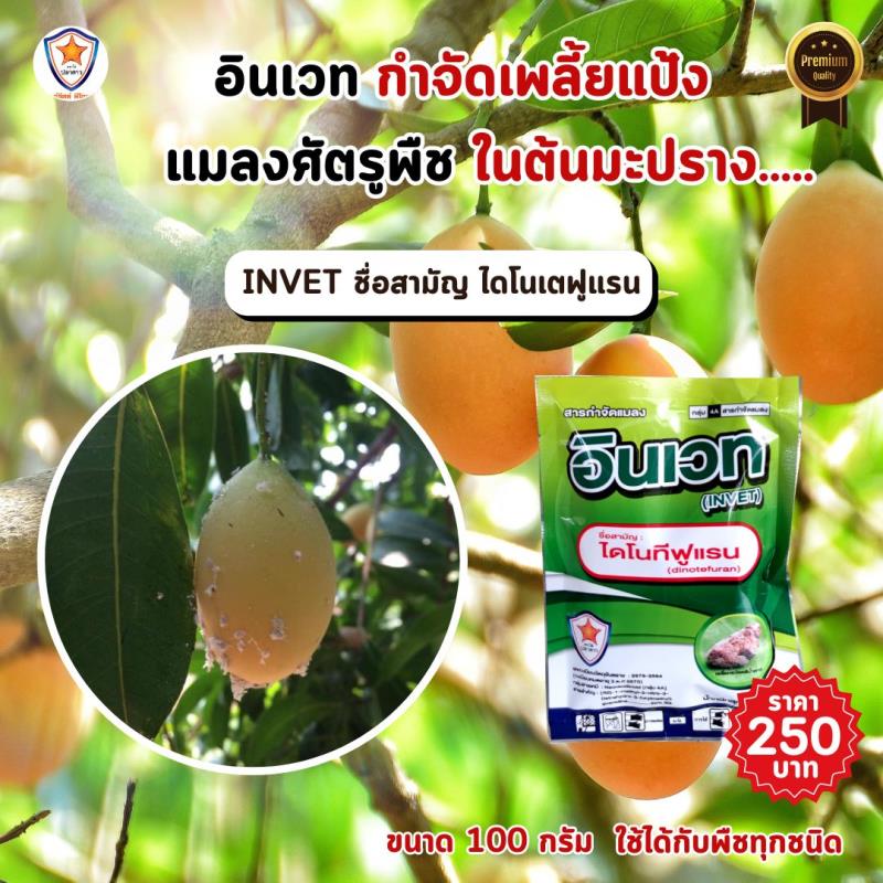 กำจัดเพลี้ยแป้งในต้นมะปรางด้วย INVET ผสมปุ๋ยสตาร์เฟอร์ 30-20-5