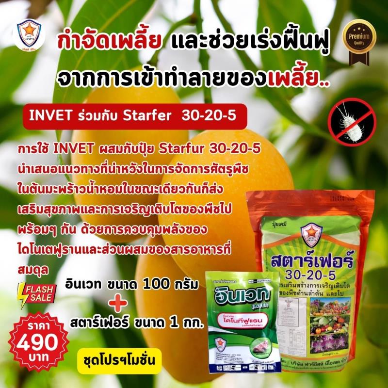 กำจัดเพลี้ยแป้งในต้นมะปรางด้วย INVET ผสมปุ๋ยสตาร์เฟอร์ 30-20-5