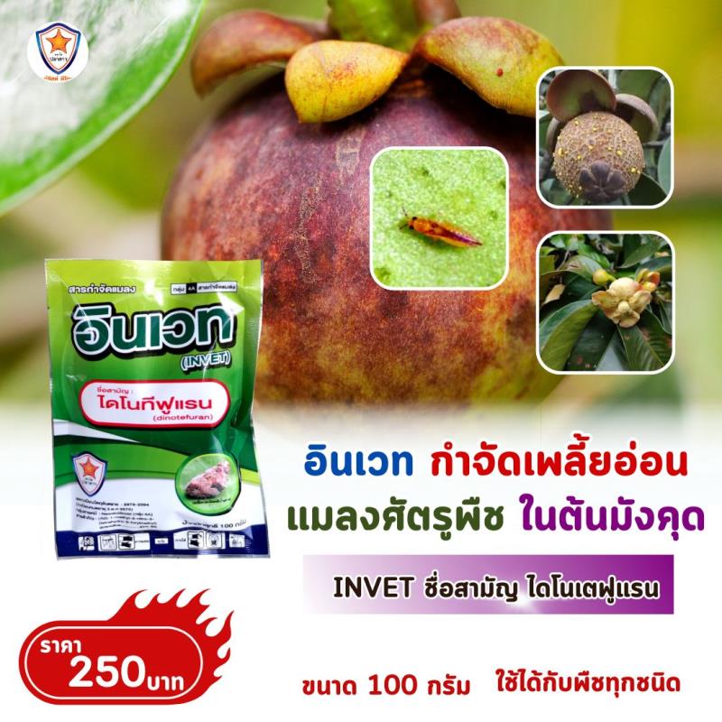 การใช้ INVET ผสมปุ๋ยสตาร์เฟอร์ 30-20-5 ฉีดพ่นป้องกันและกำจัดเพลี้ยไฟ ศัตรูพืชสำหรับต้นมังคุด