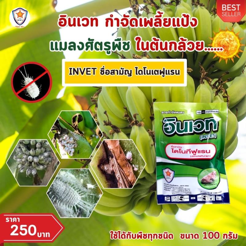 สูตรเด็ดกำจัดเพลี้ยแป้ง! ผสมพลัง INVET กับปุ๋ยสตาร์เฟอร์ 30-20-5 ฉีดพ่นเพื่อต้นกล้วยที่แข็งแรง