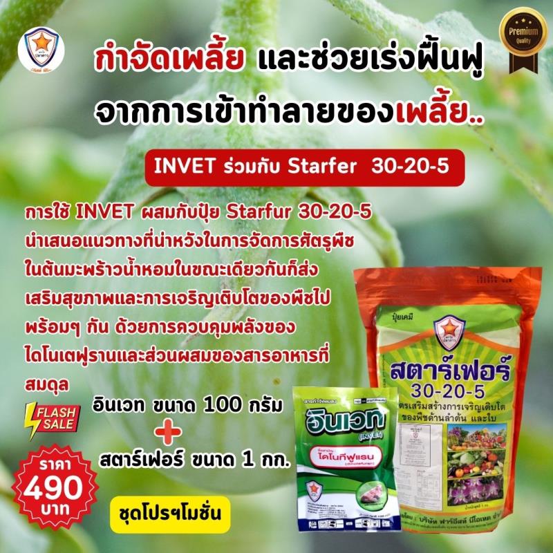 การใช้ INVET ผสมปุ๋ยสตาร์เฟอร์ 30-20-5 ฉีดพ่นป้องกันและกำจัดเพลี้ยจักจั่นเขียว ศัตรูพืชสำหรับต้นมะเขือเปราะ