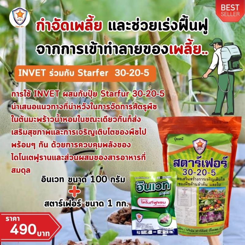 การใช้ INVET ผสมปุ๋ยสตาร์เฟอร์ 30-20-5 ฉีดพ่นป้องกันและกำจัดเพลี้ยอ่อน ศัตรูพืชสำหรับต้นเมล่อน