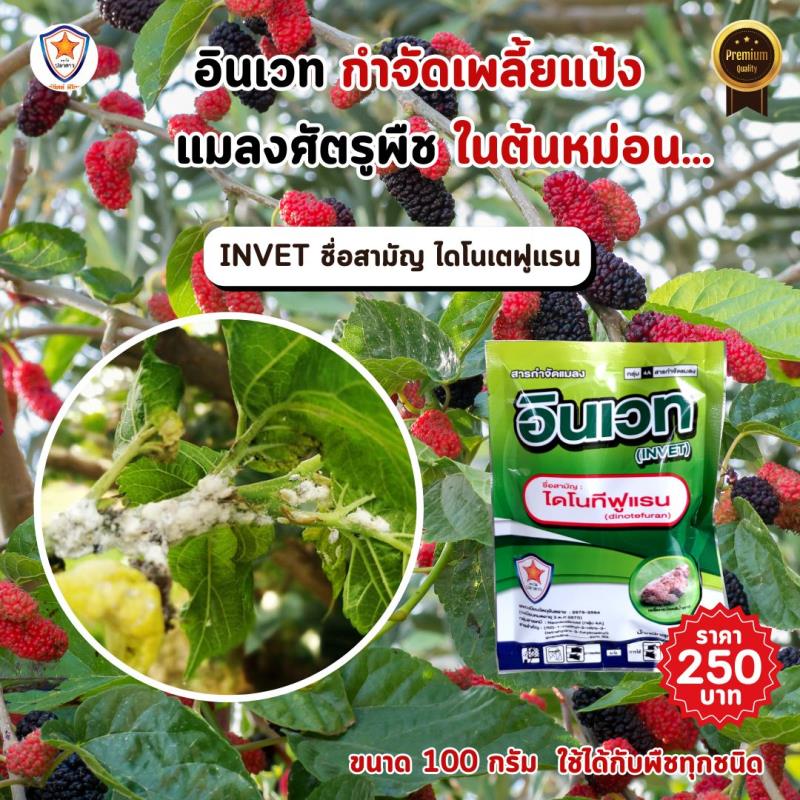  การใช้ INVET ผสมปุ๋ยสตาร์เฟอร์ 30-20-5 ฉีดพ่นป้องกันและกำจัดเพลี้ยแป้ง ศัตรูพืชสำหรับต้นหม่อน