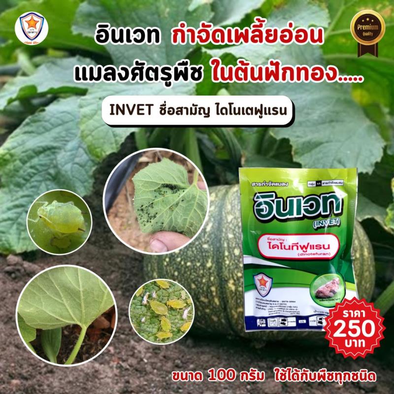 การใช้ INVET ผสมปุ๋ยสตาร์เฟอร์ 30-20-5 ฉีดพ่นป้องกันและกำจัดเพลี้ยอ่อน ศัตรูพืชสำหรับต้นฟักทอง