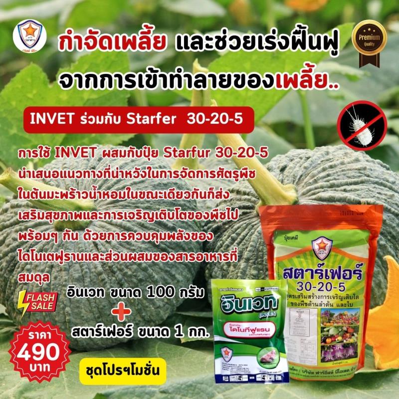 การใช้ INVET ผสมปุ๋ยสตาร์เฟอร์ 30-20-5 ฉีดพ่นป้องกันและกำจัดเพลี้ยอ่อน ศัตรูพืชสำหรับต้นฟักทอง