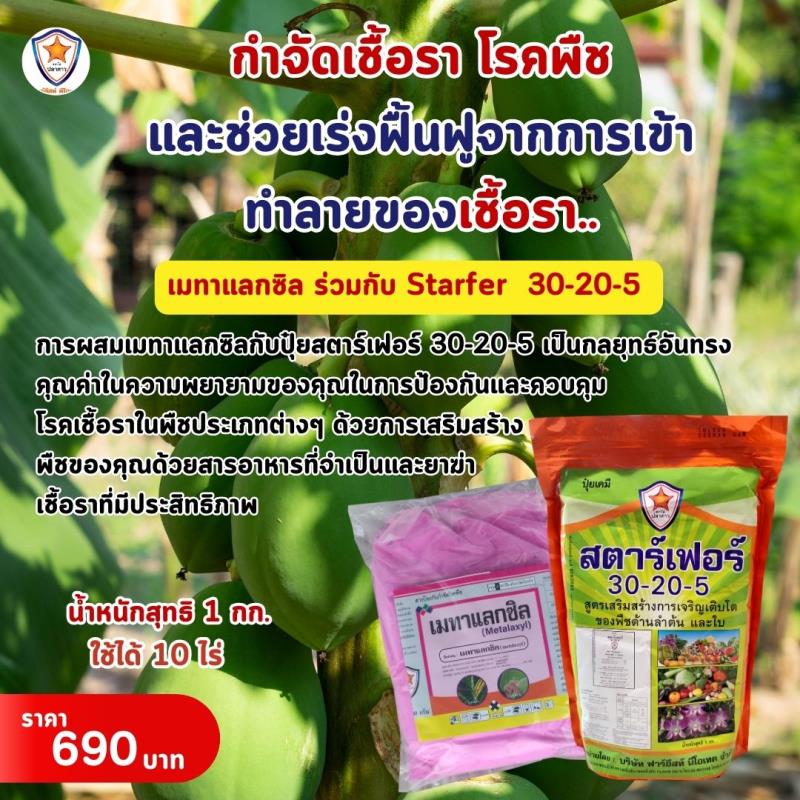 ป้องกันมะละกอจากโรคร้ายด้วย Metalaxyl ผสม Starfer Fertilizer 30-20-5