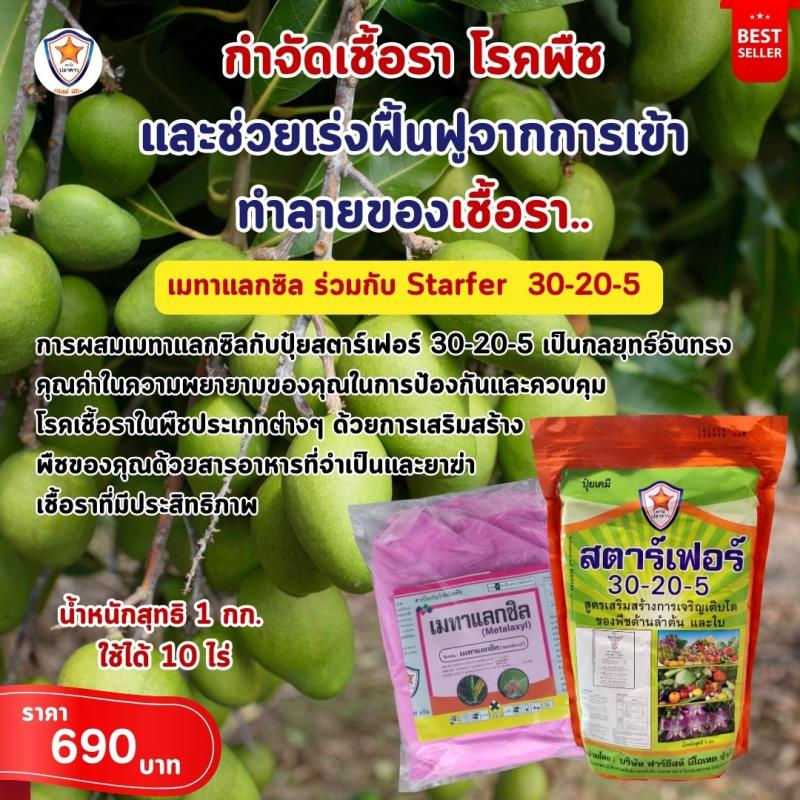 การใช้ Metalaxyl ผสม Starfer Fertilizer 30-20-5 ฉีดพ่นป้องกันและกำจัดโรคในต้นมะม่วง