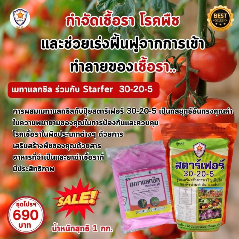 การใช้ Metalaxyl ผสม Starfer Fertilizer 30-20-5 ฉีดพ่นป้องกันและกำจัดโรคในต้นมะเขือเทศ