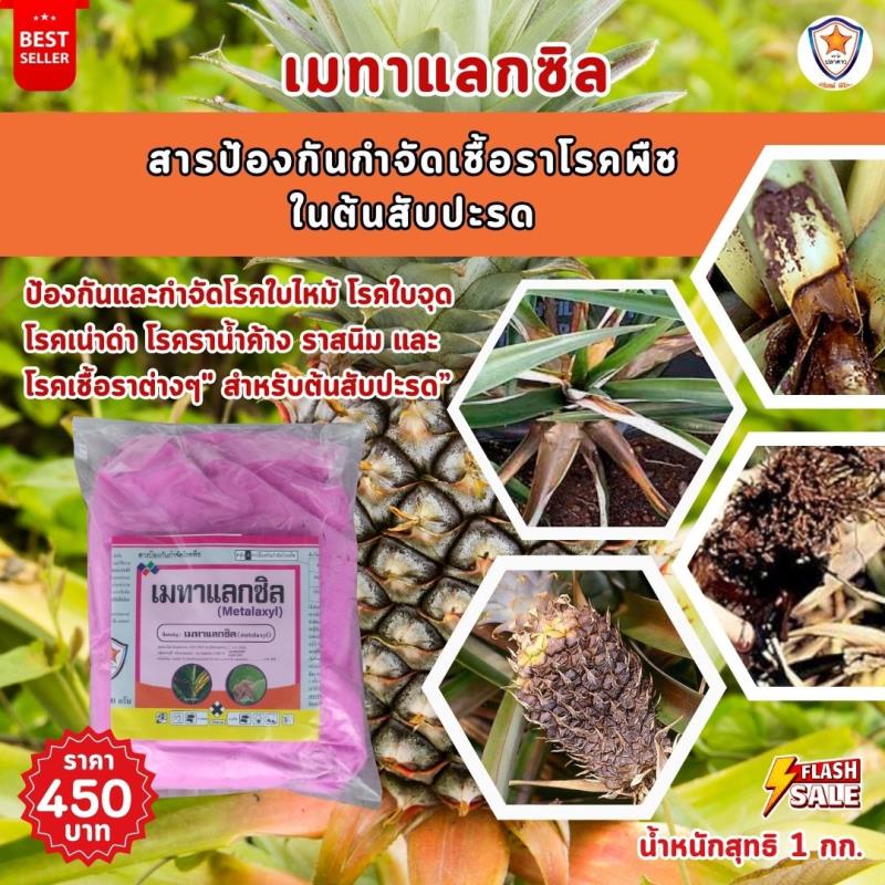  การใช้ Metalaxyl ผสม Starfer Fertilizer 30-20-5 ฉีดพ่นป้องกันและกำจัดโรคที่เกิดจากเชื้อราในต้นสับปะรด