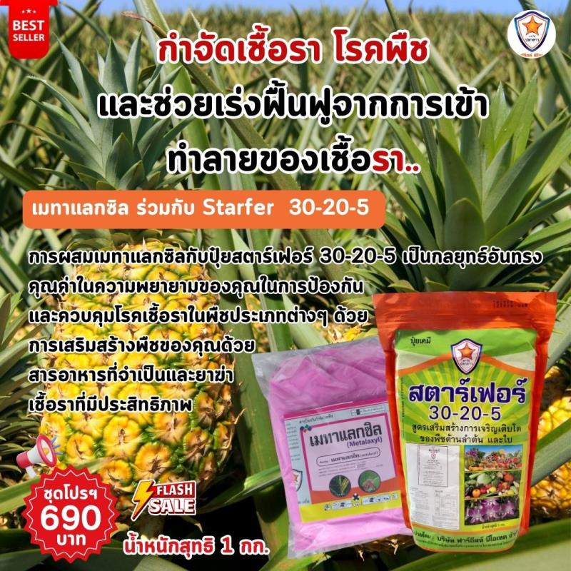  การใช้ Metalaxyl ผสม Starfer Fertilizer 30-20-5 ฉีดพ่นป้องกันและกำจัดโรคที่เกิดจากเชื้อราในต้นสับปะรด