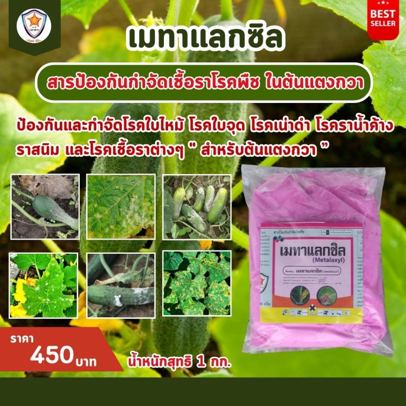 การใช้ Metalaxyl ผสม Starfer Fertilizer 30-20-5 ฉีดพ่นป้องกันและกำจัดโรคพืช ที่เกิดจากเชื้อรา ในต้นแตงกวา