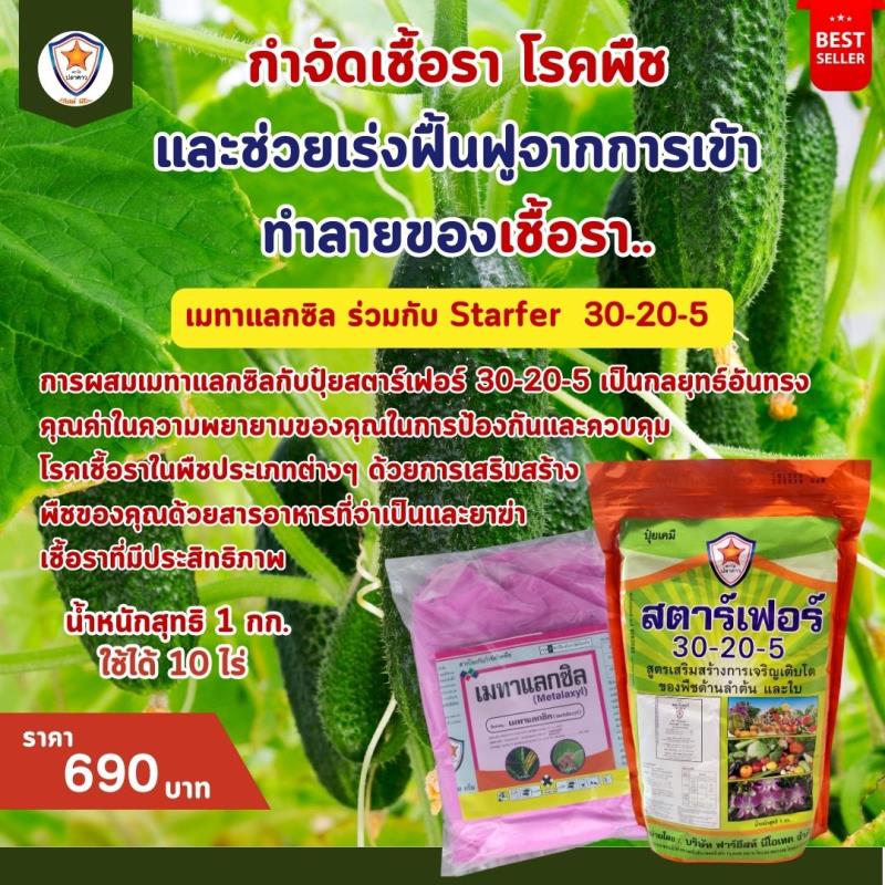 การใช้ Metalaxyl ผสม Starfer Fertilizer 30-20-5 ฉีดพ่นป้องกันและกำจัดโรคพืช ที่เกิดจากเชื้อรา ในต้นแตงกวา