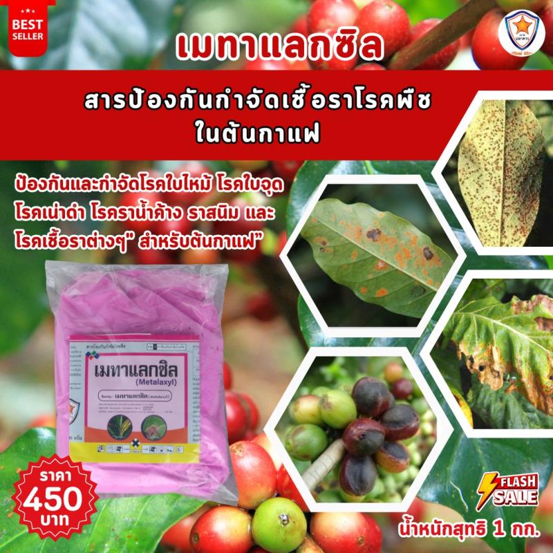 การใช้ Metalaxyl ผสม Starfer Fertilizer 30-20-5 ฉีดพ่นป้องกันและกำจัดโรคในต้นกาแฟ