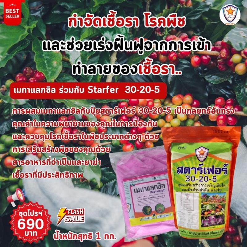 การใช้ Metalaxyl ผสม Starfer Fertilizer 30-20-5 ฉีดพ่นป้องกันและกำจัดโรคในต้นกาแฟ