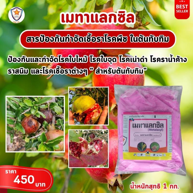 การใช้ Metalaxyl ผสม Starfer Fertilizer 30-20-5 ฉีดพ่นป้องกันและกำจัดโรคในต้นทับทิม