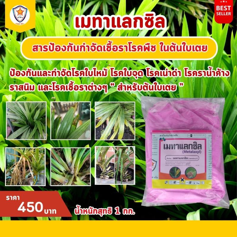 การใช้ Metalaxyl ผสม Starfer Fertilizer 30-20-5 ฉีดพ่นป้องกันและกำจัดโรคใบไหม้ โรคใบจุด โรคเน่าดำ โรคราน้ำค้าง สนิม และโรคเชื้อราต่างๆ สำหรับต้นใบเตย