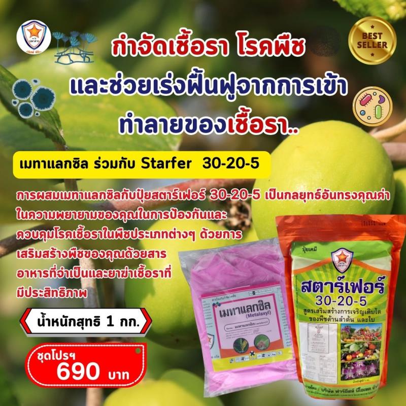 การใช้ Metalaxyl ผสม Starfer Fertilizer 30-20-5 ฉีดพ่นป้องกันและกำจัดโรคพืชในต้นพุทรา