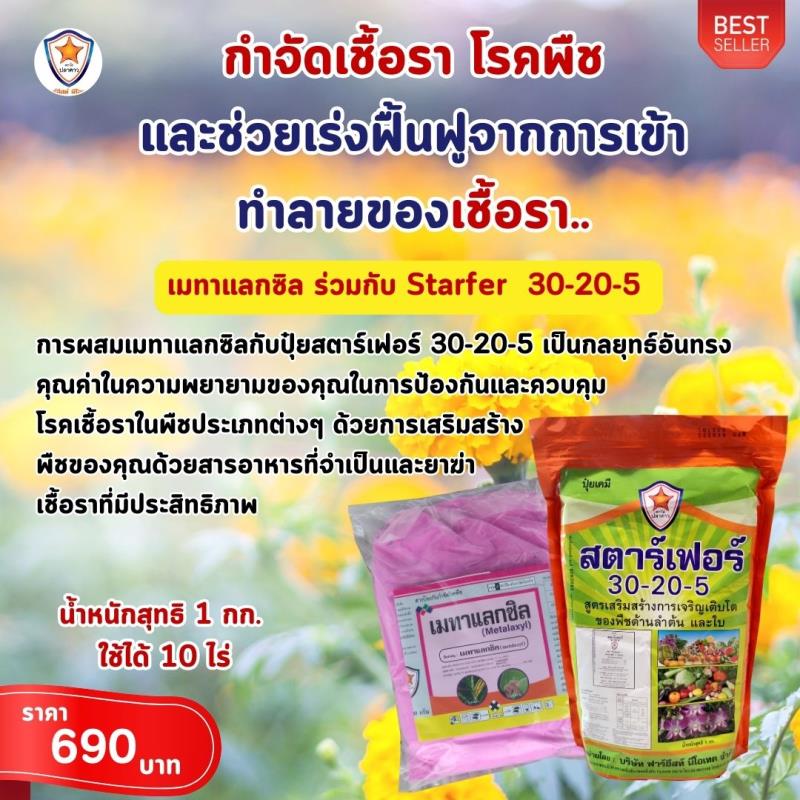 การใช้ Metalaxyl ผสม Starfer Fertilizer 30-20-5 ฉีดพ่นป้องกันและกำจัดโรคในต้นดาวเรือง