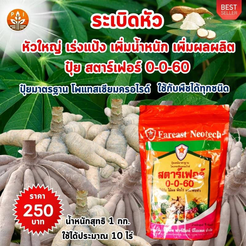 ปุ๋ยสตาร์เฟอร์ 0-0-60 สูตรระเบิดหัว : ตัวช่วยเร่งแป้ง ขยายขนาดหัว เพิ่มน้ำหนักให้มันสำปะหลัง