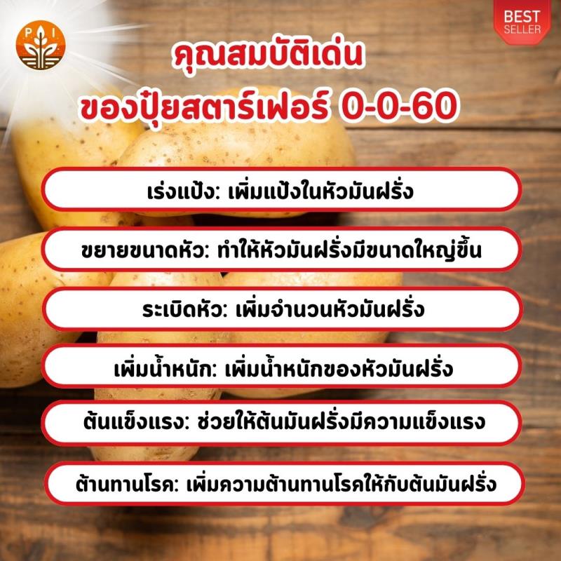  ปุ๋ยสตาร์เฟอร์ 0-0-60 : ตัวช่วยเพิ่มผลผลิตมันฝรั่ง หัวใหญ่ ดก คุณภาพดี