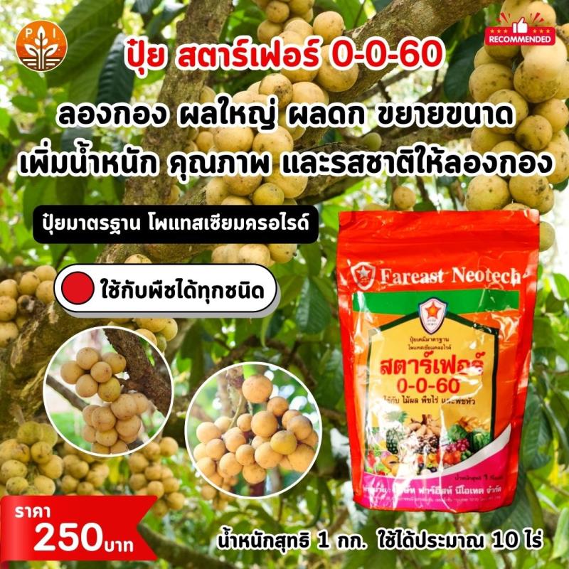  ปุ๋ยสตาร์เฟอร์ 0-0-60: สูตรลับผลใหญ่ ผลดก เพิ่มน้ำหนัก สำหรับต้นลองกอง