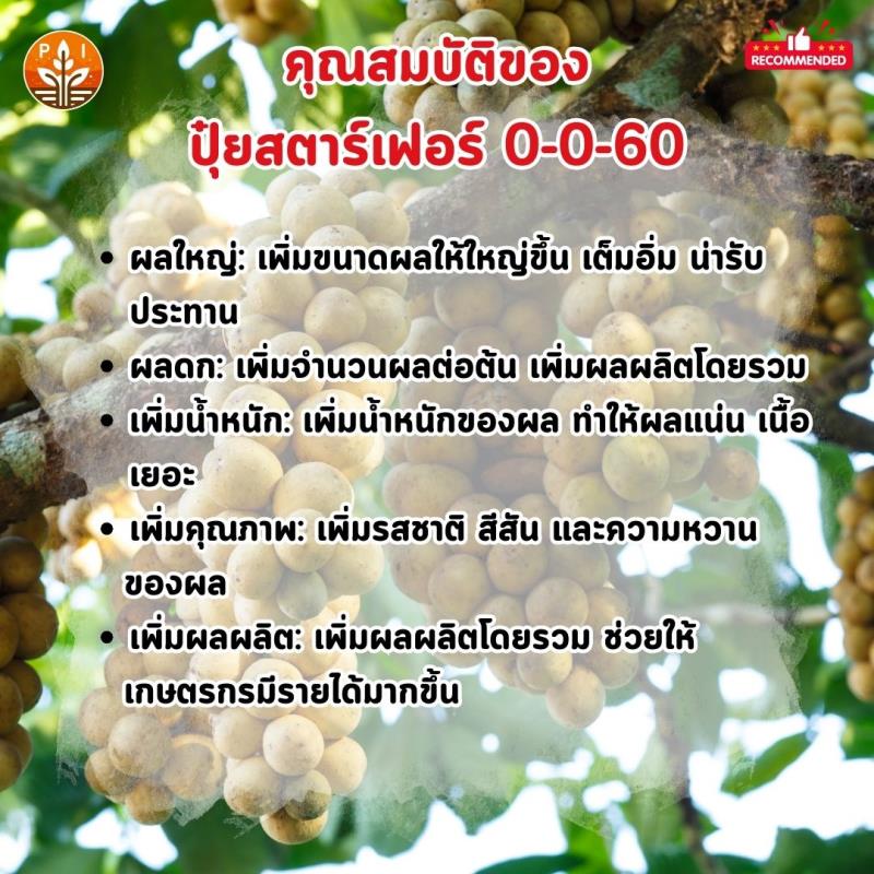  ปุ๋ยสตาร์เฟอร์ 0-0-60: สูตรลับผลใหญ่ ผลดก เพิ่มน้ำหนัก สำหรับต้นลองกอง