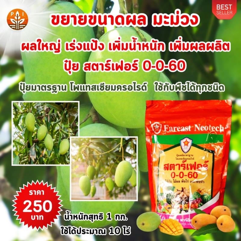 ปุ๋ยสตาร์เฟอร์ ปุ๋ยโพแทสเซียว 0-0-60 สูตรเร่งผลใหญ่ เพิ่มผลผลิต ดกเต็มต้น