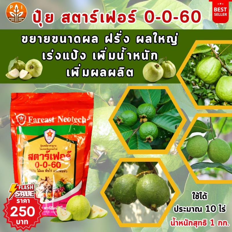 ปุ๋ยสตาร์เฟอร์ 0-0-60 ตัวช่วยสำคัญของต้นฝรั่ง เพิ่มผลผลิต ผลใหญ่ คุณภาพดี รสชาติดี