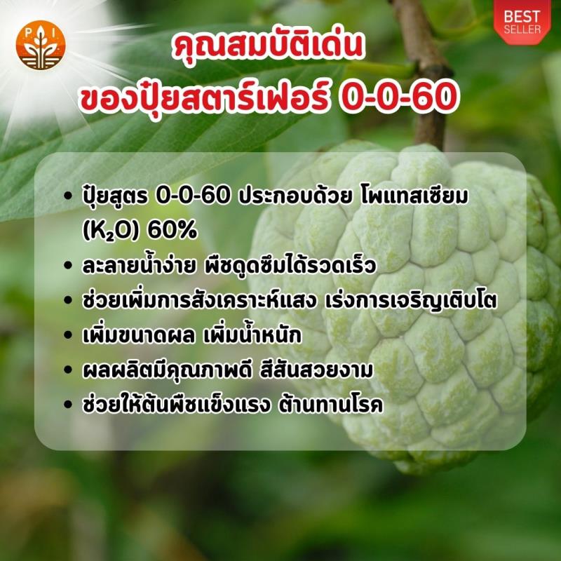 ปุ๋ยสตาร์เฟอร์ 0-0-60: ตัวช่วยสำคัญสำหรับการปลูกน้อยหน่าผลใหญ่ ผลดก