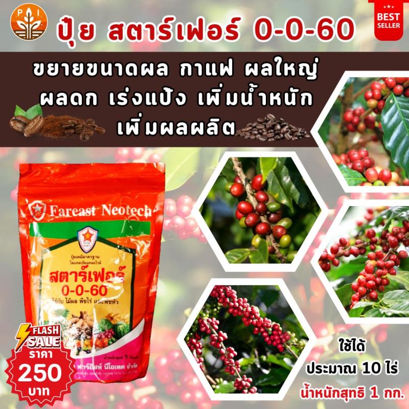  ปุ๋ยสตาร์เฟอร์ 0-0-60 : สูตรลับเพื่อผลกาแฟใหญ่ ดก เพิ่มผลผลิต